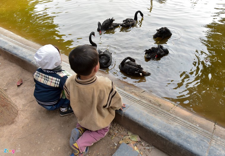 Bầy thiên nga thả thử nghiệm trên hồ Gươm nhanh chóng 'chuyển nhà' ảnh 5