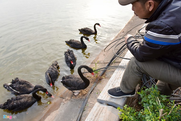 Bầy thiên nga thả thử nghiệm trên hồ Gươm nhanh chóng 'chuyển nhà' ảnh 2