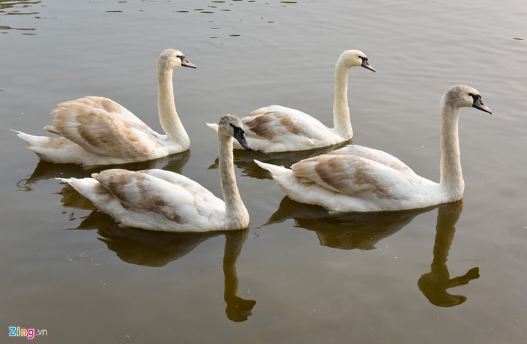 Bầy thiên nga thả thử nghiệm trên hồ Gươm nhanh chóng 'chuyển nhà' ảnh 4