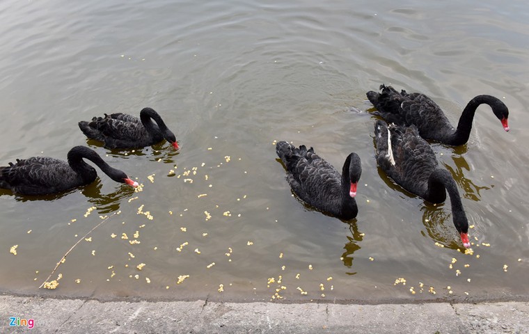Bầy thiên nga thả thử nghiệm trên hồ Gươm nhanh chóng 'chuyển nhà' ảnh 3