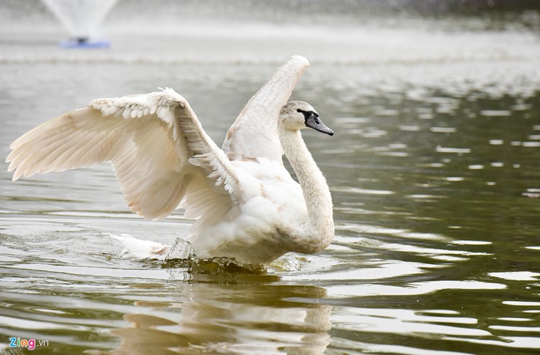 Bầy thiên nga thả thử nghiệm trên hồ Gươm nhanh chóng 'chuyển nhà' ảnh 10