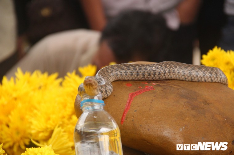 Cặp rắn 'thần' được kiểm lâm Ba Đồn đưa về môi trường tự nhiên ảnh 1