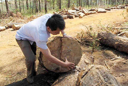 Đắk Nông: Chủ tịch xã đồng ý 'bảo kê' cho lâm tặc với giá 200 triệu đồng ảnh 1