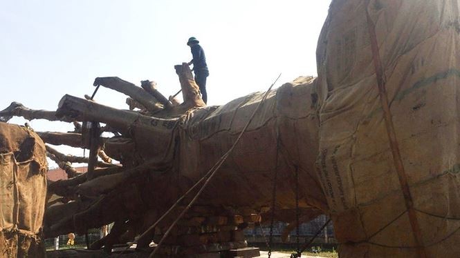 Vụ vận chuyển cây 'đại thụ' trên quốc lộ: Công ty Hải Sơn xác nhận chở cây cho nhà chùa ảnh 1