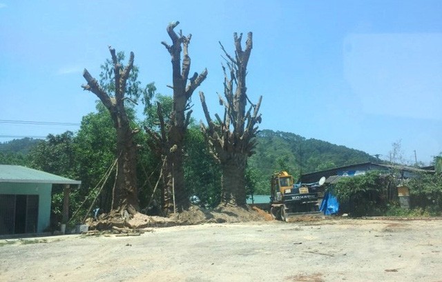 Chờ giấy phép, ba cây đa 'quái thú' được trồng tạm ven đường tại Huế ảnh 1