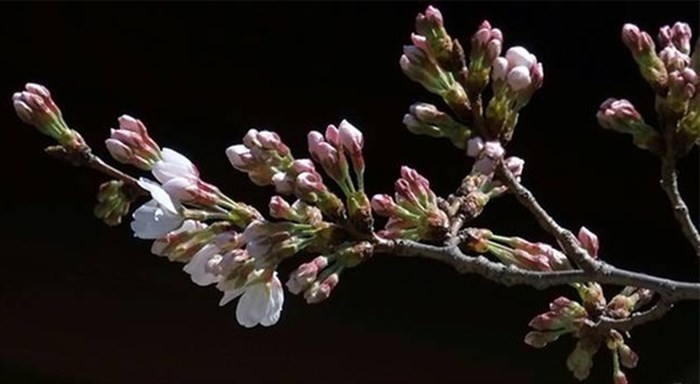 Người Nhật sắp được thưởng thức rượu từ gỗ ảnh 1