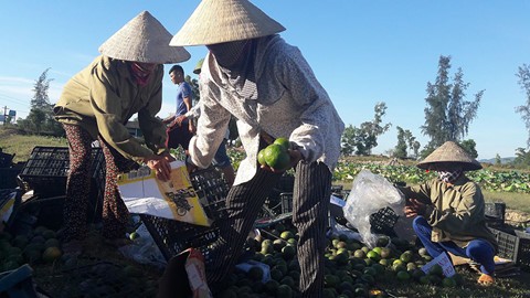 Xe container bị lật, người dân đổ ra đường thu gom 20 tấn hoa quả giúp tài xế ảnh 2