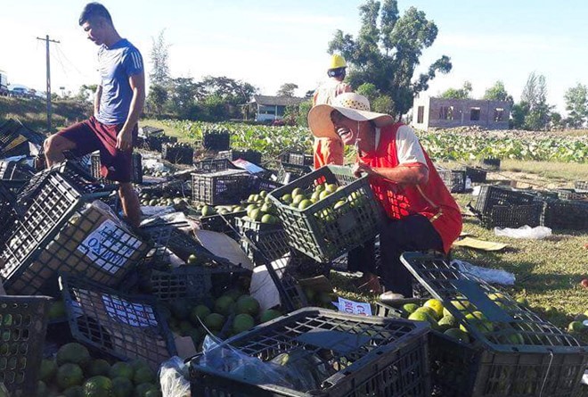 Xe container bị lật, người dân đổ ra đường thu gom 20 tấn hoa quả giúp tài xế ảnh 3
