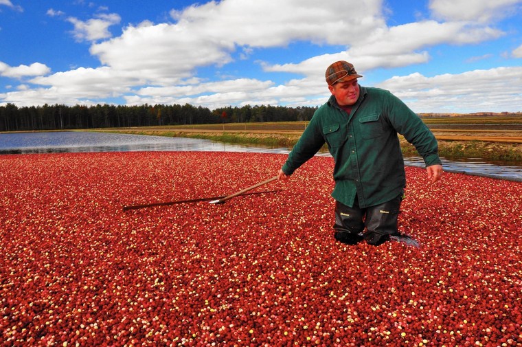 Nông dân Mỹ chịu ảnh hưởng tiêu cực từ chính sách thuế quan mới của ông Trump ảnh 2