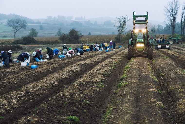 Nông dân Mỹ chịu ảnh hưởng tiêu cực từ chính sách thuế quan mới của ông Trump ảnh 1