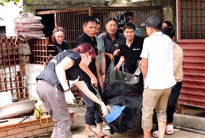 Lào Cai: Cứu hộ cá thể gấu ngựa nặng 200 cân được người dân nuôi nhốt lâu năm ảnh 1