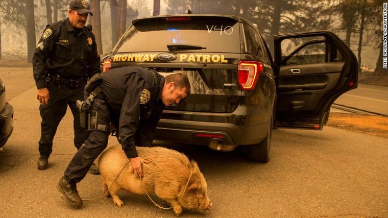 Người dân California chung tay giải cứu vật nuôi vô chủ giữa thảm họa cháy rừng ảnh 2