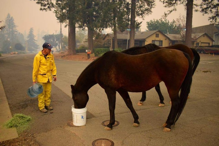 Người dân California chung tay giải cứu vật nuôi vô chủ giữa thảm họa cháy rừng ảnh 4