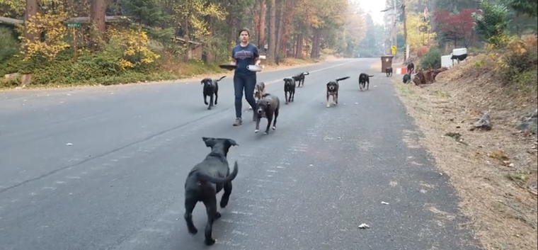 Người dân California chung tay giải cứu vật nuôi vô chủ giữa thảm họa cháy rừng ảnh 5