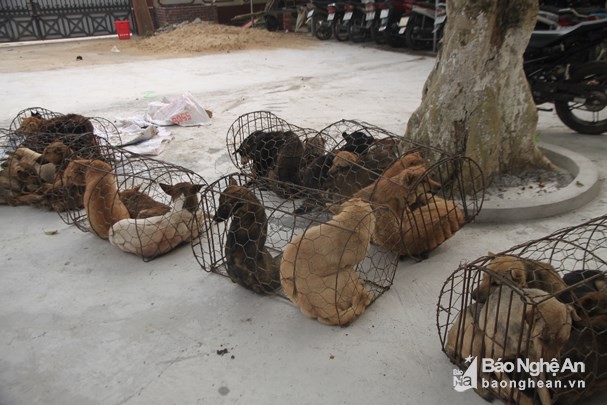 Nghệ An: Dùng ô tô đi trộm chó, ném bom xăng khi bị truy đuổi ảnh 2