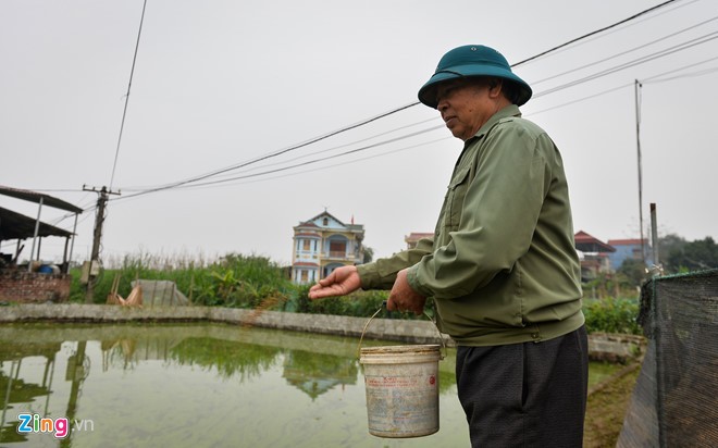 Thời tiết thuận lợi, giá cá chép không có nhiều biến động ảnh 1