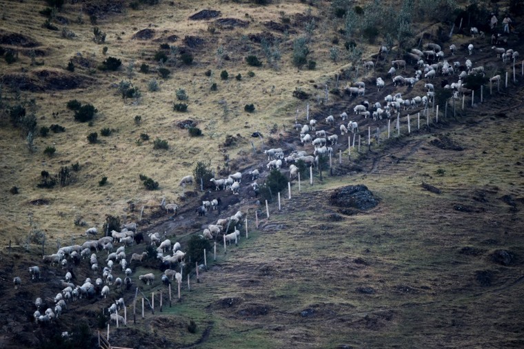 Cuộc chiến giữa con người và kền kền khoang cổ - 'Vua của bầu trời Andes' ảnh 2