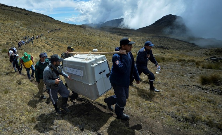 Cuộc chiến giữa con người và kền kền khoang cổ - 'Vua của bầu trời Andes' ảnh 4