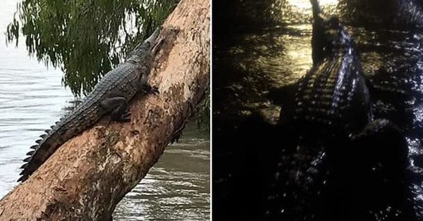 Trận lũ lụt thế kỷ tại Australia: Người dân hoảng hốt khi thấy cá sấu và rắn bò vào nhà ảnh 1