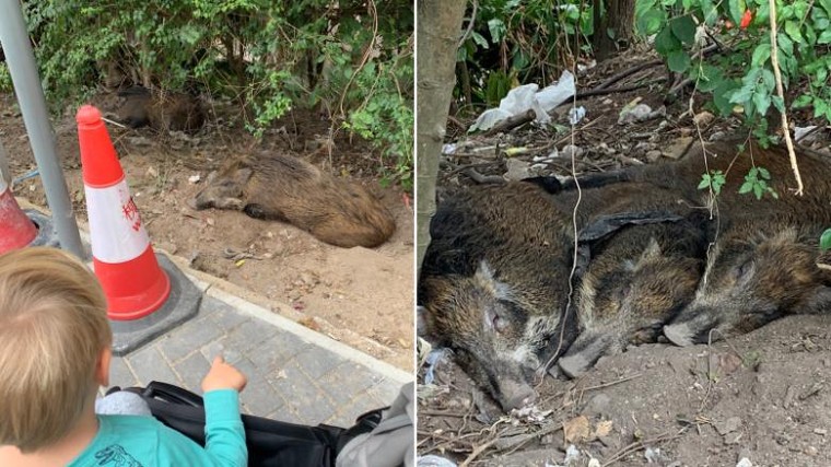 Người dân Hong Kong đối mặt với vấn nạn lợn rừng ảnh 4