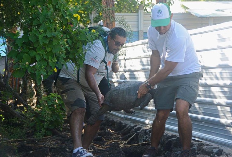 Loài rùa Galapagos 'tuyệt chủng' được tìm thấy sau 100 năm ảnh 1