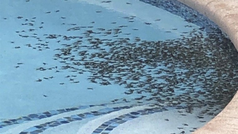 Cóc độc xâm chiếm vùng ngoại ô bang Florida của Mỹ ảnh 1