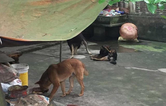 Đàn chó cắn chết bé trai ở Hưng Yên đã bị xử lý ảnh 1