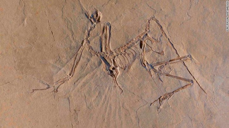 Phát hiện loài khủng long có cánh dơi tại Trung Quốc ảnh 1