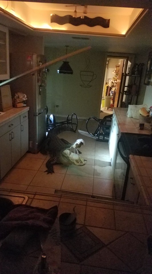 Người phụ nữ tá hỏa khi thấy cá sấu khổng lồ đột nhập vào bếp ảnh 1