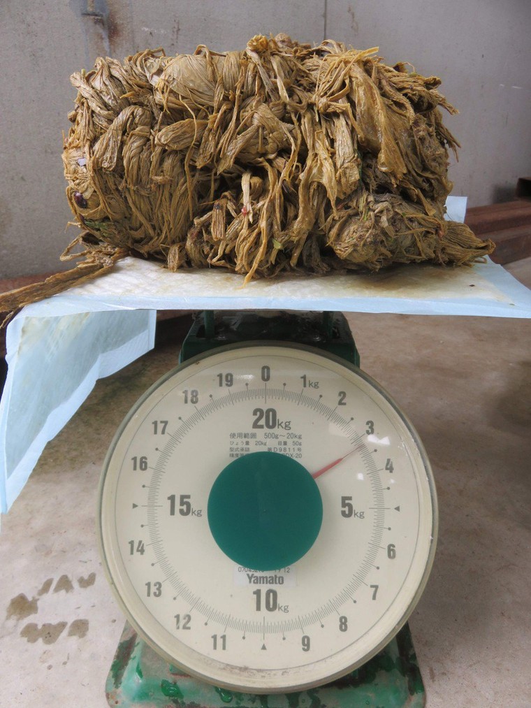 Hươu thần Nhật Bản tử vong do ăn túi nylon ảnh 1