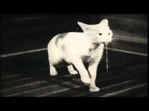 Thảm họa thủy ngân Minamata: Mặt tối của công nghiệp hóa ảnh 3