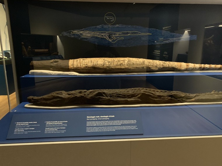 Phát hiện xác ướp cá sấu Ai Cập có tuổi đời hàng nghìn năm ảnh 1