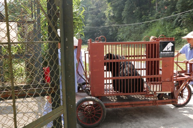 Bàn giao gấu và khỉ làm xiếc cho trung tâm cứu hộ Hà Nội ảnh 1