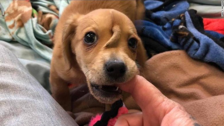 Chú chó con mọc đuôi trên trán ảnh 1