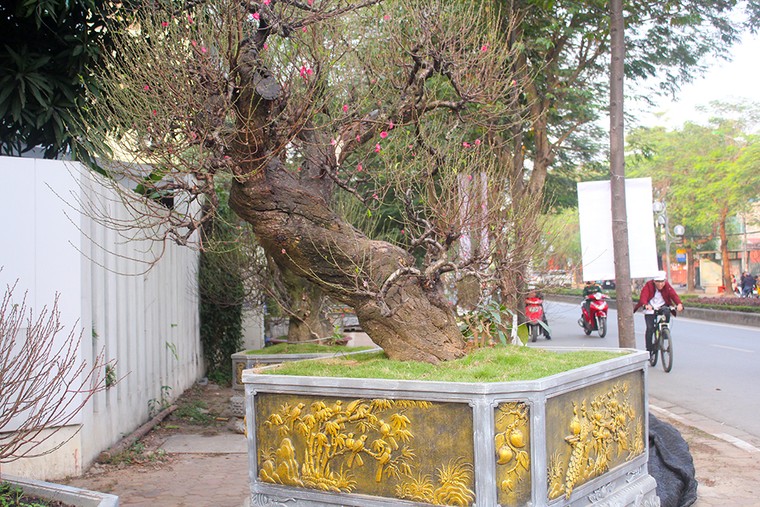 Những gốc đào thế 'tiền tỷ' thu hút đại gia chơi Tết ảnh 3