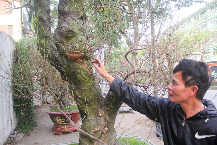 Những gốc đào thế 'tiền tỷ' thu hút đại gia chơi Tết ảnh 8