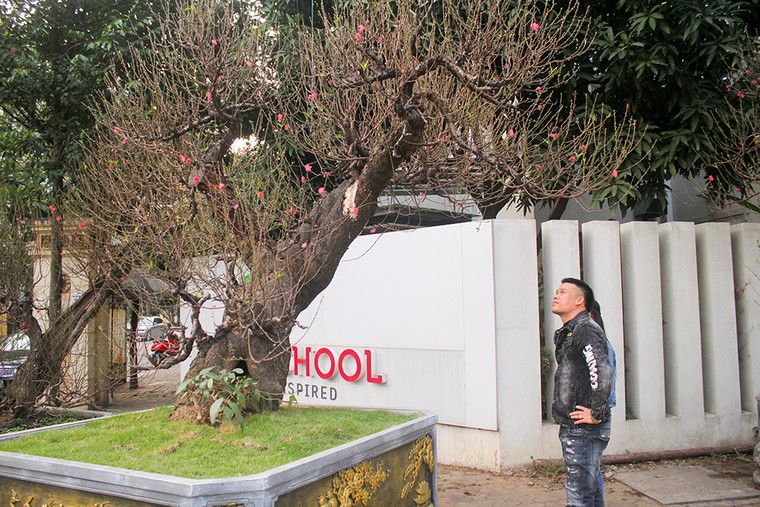 Những gốc đào thế 'tiền tỷ' thu hút đại gia chơi Tết ảnh 4