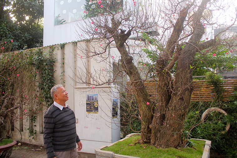 Những gốc đào thế 'tiền tỷ' thu hút đại gia chơi Tết ảnh 7