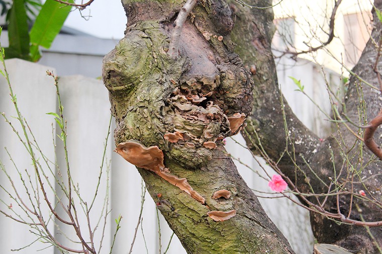 Những gốc đào thế 'tiền tỷ' thu hút đại gia chơi Tết ảnh 5