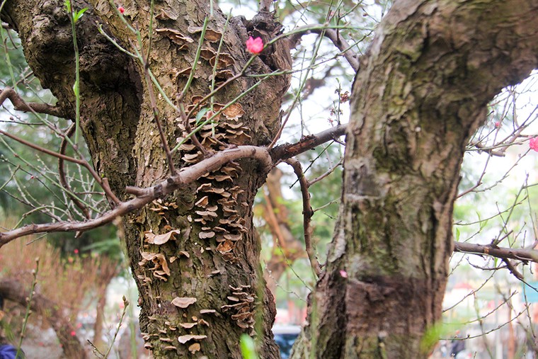 Những gốc đào thế 'tiền tỷ' thu hút đại gia chơi Tết ảnh 6