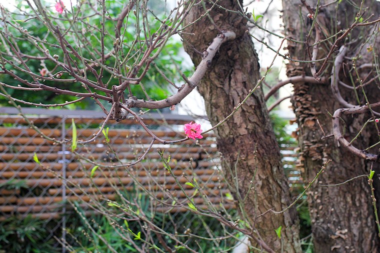 Những gốc đào thế 'tiền tỷ' thu hút đại gia chơi Tết ảnh 9