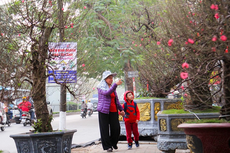 Những gốc đào thế 'tiền tỷ' thu hút đại gia chơi Tết ảnh 10