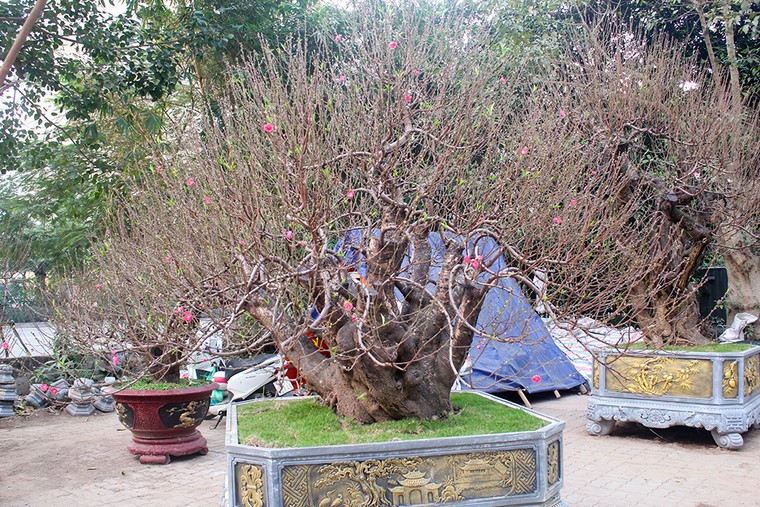 Những gốc đào thế 'tiền tỷ' thu hút đại gia chơi Tết ảnh 1