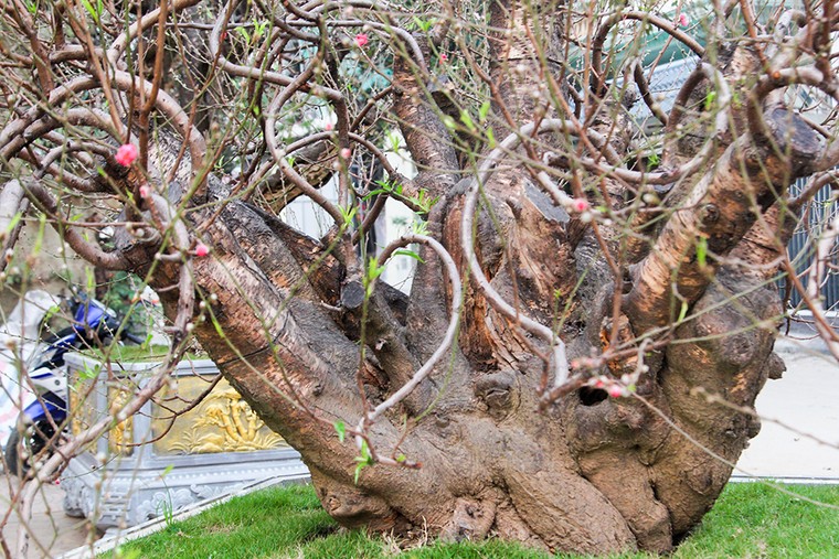 Những gốc đào thế 'tiền tỷ' thu hút đại gia chơi Tết ảnh 2