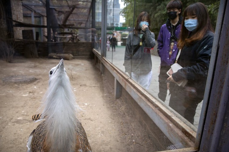 Các điểm du lịch Bắc Kinh 'rụt rè' mở cửa trở lại ảnh 10