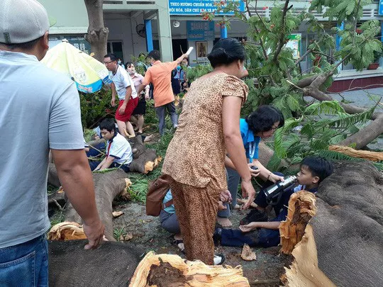Cây đổ trong sân trường, nhiều học sinh thương vong ảnh 2