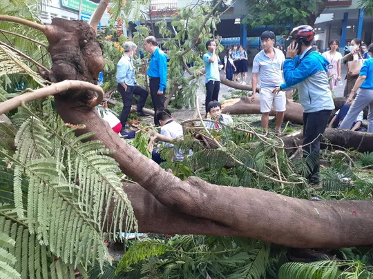 Cây đổ trong sân trường, nhiều học sinh thương vong ảnh 1