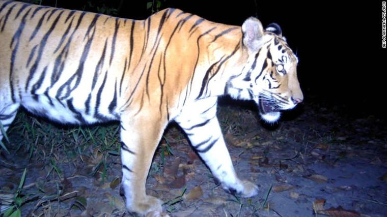 Phát hiện 3 con hổ Đông Dương ở Thái Lan ảnh 1