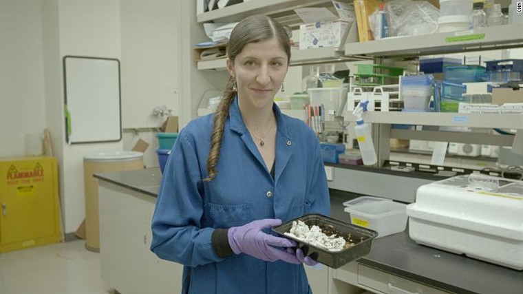 Sâu bột: Giải pháp cho cuộc chiến với rác thải nhựa ảnh 1