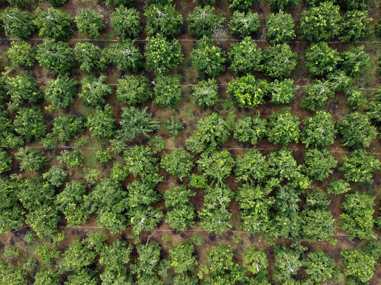 Bên trong nhà máy chế biến 300 tấn hoa quả tươi một ngày ảnh 8